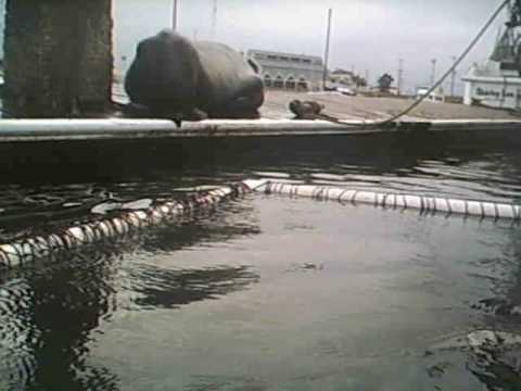 Suffering 450 lb. Sea Lion Rescued From Dock