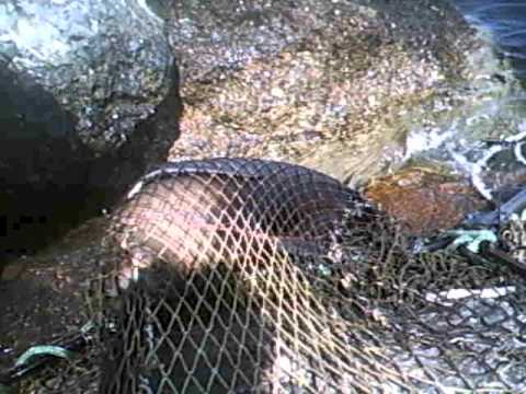 Gill Netted Sea Lion Rescued From Jetty