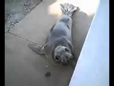 Vocalizing Elephant Seal