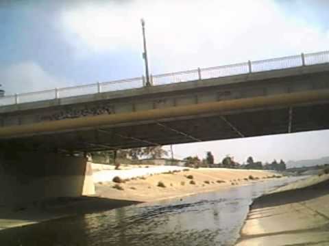 Sea Lion Rescued From Flood Control Channel