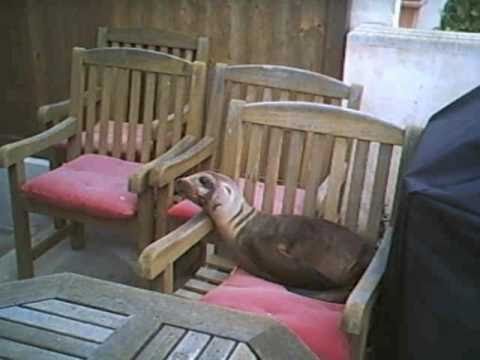 Wayward Sea Lion Pups Rescued